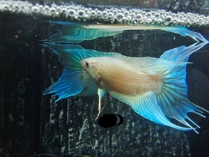 81黄豆05j淘宝改良新品种澳洲蓝火焰斗鱼中国斗鱼国斗普叉小型观赏