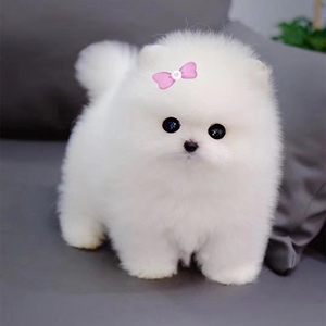 纯种博美犬幼犬活体长不大黄俊介家养茶杯小白狗小型犬网红宠物狗