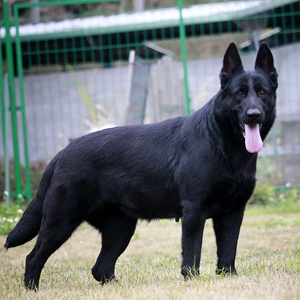 纯种东德牧羊犬幼犬活体看家护院警犬军犬黑色东德牧羊犬