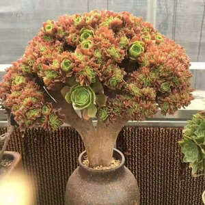 法师多肉植物玫瑰法师缀化绿羊绒缀化八尺镜缀化万圣节缀化