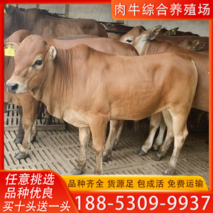 活牛小牛犊大型种牛活体黄牛活苗西门塔尔牛仔改良肉牛养殖技术
