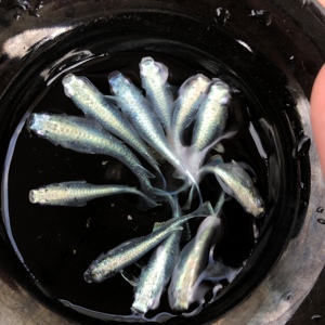 日落极龙观背青鳉迷你锦鲤清供古法观赏鱼