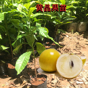 800人付款淘宝台湾名贵果树四季冬蜜黄晶果苗黄金果树 可盆栽 早结果