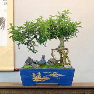 大型清香木盆栽老桩客厅办公桌书房室内阳台盆景绿植四季常青好养