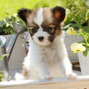 无偿领养纯种西施犬幼犬活体宠物茶杯狗狗长毛西施犬蝴蝶犬小型犬