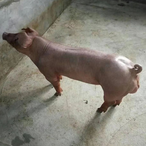 新美系杜洛克公猪原种长白大白约克苏太高产太湖母猪二元养殖仔猪