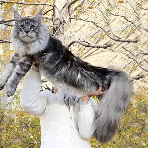 棕虎斑猫