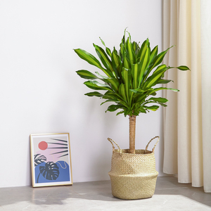 荟天赐金心巴西铁大型盆栽客厅观叶绿植吸甲醛净化空气植物巴西木