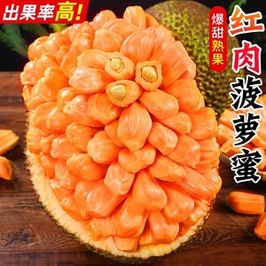 越南红肉菠萝蜜17斤应季树上熟新鲜水果一整个红心波罗蜜整箱