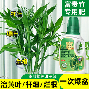 富贵竹专用营养液治黄叶促生根转运竹龙竹观音竹水培植物专用花肥