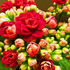 红狐狸     稀有品种长寿花重瓣