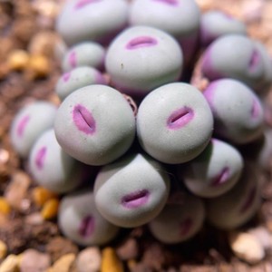 大红嘴多肉大p嘴大红嘴嘟嘟嘴大型红嘴稀有多肉室内植物绿植盆栽