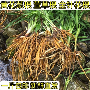 大山新鲜黄花菜苗炖猪脚金针花根萱草根去咳凉血中草药根一斤包邮