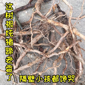 福建煲汤草药炖猪蹄材料木姜子根臭积柴野生山苍子根无硫满山香藤