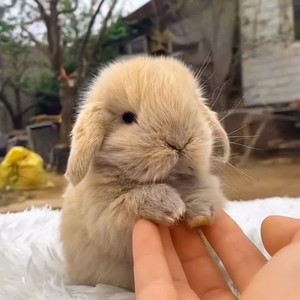 宠物兔子活体长不大纯种垂耳兔幼崽小侏儒茶杯兔猫猫兔小白兔便宜