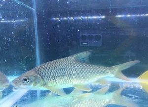 暗色唇鱼#猪嘴鱼#溪流食用鱼#云南光唇鱼#东方墨头鱼#活体