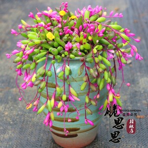 彩色圆叶紫玄月垂吊多肉植物稀有品种盆栽办公室防辐射花卉绿植