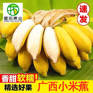 正宗广西小米蕉香蕉自然熟当季新鲜现摘水果鸡米蕉不泡药香甜软糯