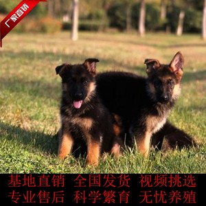 【长毛德牧幼犬纯种】长毛德牧幼犬纯种品牌,价格