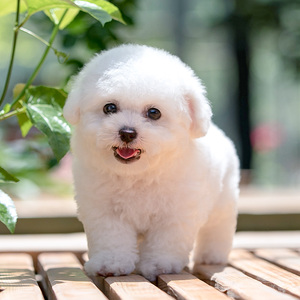 无偿领养迷你茶杯犬比熊幼犬活体法国卷毛比熊犬长不大小型宠物狗