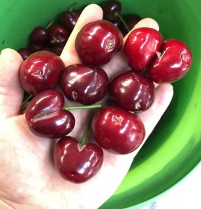 新鲜现摘特价大连暖棚美早大樱桃水裂口樱桃3斤顺丰包邮拍前联系