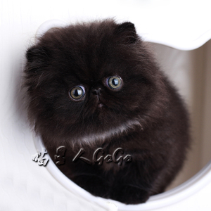 长毛加菲猫幼崽宠物猫活体幼猫纯黑色猫咪活物大脸波斯猫wcfa猫舍