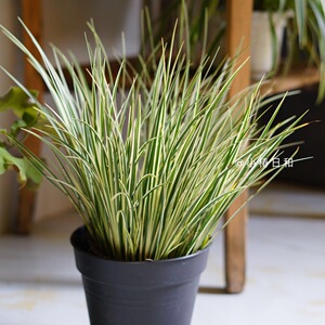 小椿日和 银边石菖蒲花叶菖蒲观叶多年生庭院阳台地栽盆栽水培