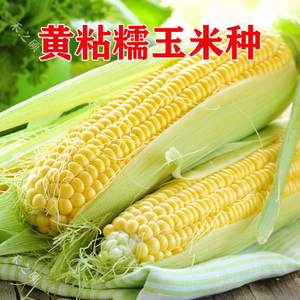 黄粘玉米种子香软甜糯玉米种籽中早熟生长快高产蔬菜种子