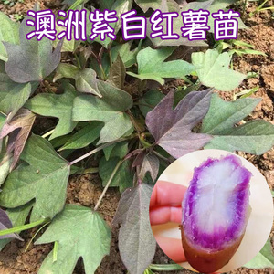 澳洲紫白苗蜜薯苗红薯种苗红薯秧苗黄心番薯地瓜苗100颗