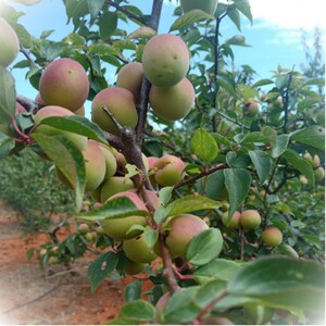 云南高原红梅新鲜胭脂梅青梅果现摘现发泡梅子酒(5斤)航空冷链