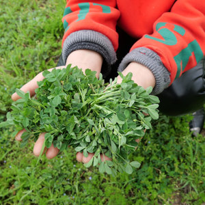 苜蓿菜新鲜蔬菜苜蓿草嫩芽陕西野生优质食用纯天然国产鲜苜蓿即食