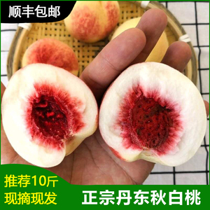 丹东河口秋白桃5斤特产毛桃子黑沟酸甜水蜜桃新鲜水果10斤