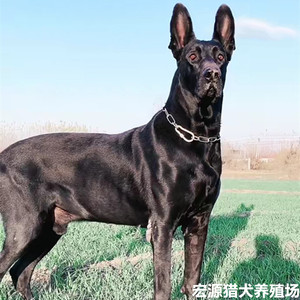 中华黑狼犬军犬