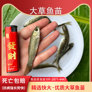 草鱼活鱼苗皖鱼苗优质大草鱼苗草鱼活鱼苗半斤重鱼苗淡水养殖食用