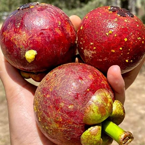 泰国进口山竹2斤装5a-6a超大果新鲜现摘越南云南海南水果特级顺丰