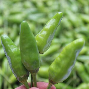 广西野山椒新鲜泡椒超辣辣椒青米椒5斤包邮农家自种鲜青椒朝天椒