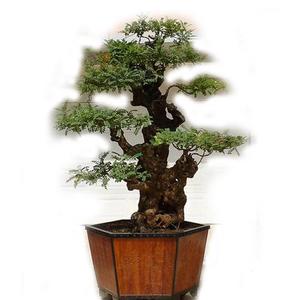 云南红芽清香木盆景紫油木香叶树老桩盆栽细叶楷木虎斑檀清香树