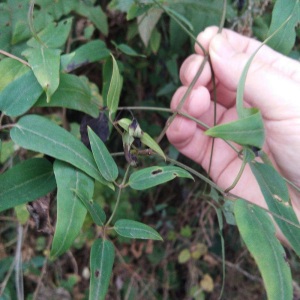 老虎须铁扫帚威灵仙铁线莲百条根天然中草药包邮