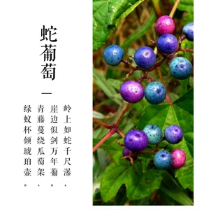 蛇葡萄苗蛇白蔹假葡萄野葡萄山葡萄绿葡萄见毒消中药材包邮