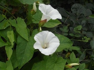 打花鼓