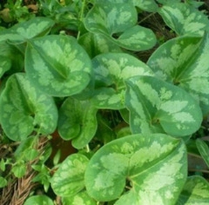 花叶细辛花脸细辛花面细辛马蹄细辛盆栽地栽中草药包邮