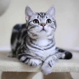 纯种美短猫活体虎斑猫矮脚猫折耳小猫活物宠物猫咪美短加白起司猫