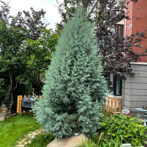 耐寒常绿蓝冰柏 蓝色波尔瓦 日本花柏蓝柏观叶简约室内小盆栽包邮