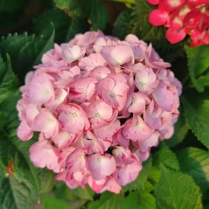 大花绣球花 新品甜蜜幻想(舞姬)小苗盆栽包对版samsung养花匠