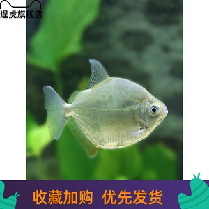 【逞虎】喷点银板热带观赏鱼龙鱼配鱼高身粗线银板