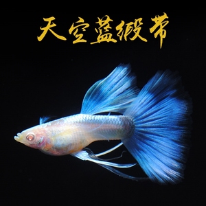 【逞虎】精品纯种白子蓝礼服天空蓝缎带热带观赏鱼孔雀鱼凤尾鱼大