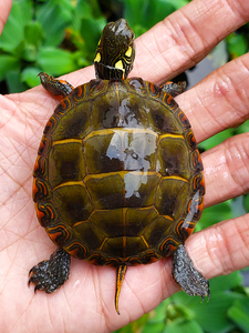 【逞虎】东锦龟活体深水龟宠物龟小乌龟活物观赏龟西锦龟情侣龟