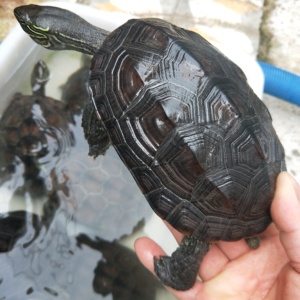 tb2228645087淘宝黑颈杂交龟杂交系列杂一代杂二代杂三代纯种黑颈