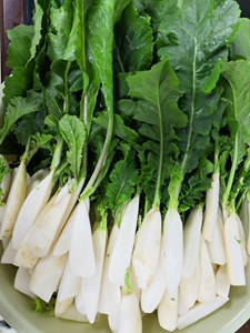 农家自种迷你新鲜小白萝卜5斤包邮韩国泡菜腌菜拇指萝卜