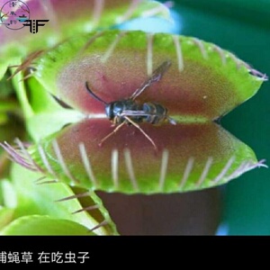 捕蝇草食虫草食人花超大驱蚊草吃虫猪笼草抓虫会动的植物室内盆栽